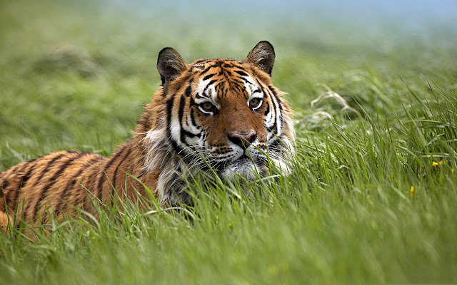 Tiger Wallpaper New Tab