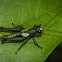 Eucosmetacris Grasshopper