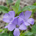 Blue Trumpet