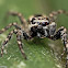 Gray Wall Jumping Spider