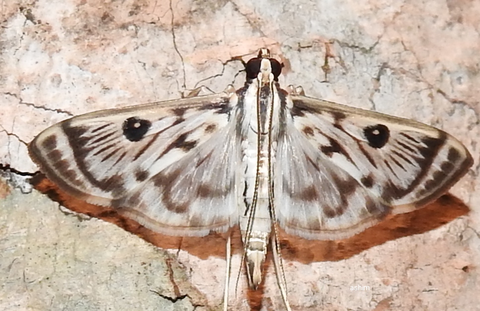 Crambid moth