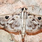 Crambid moth