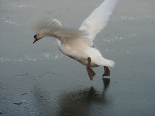 Brrr ... quasi quasi scappo ai tropici! di mathart