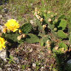 Prickly Pear