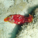 Yellow-Margined Spanish Dancer