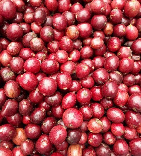 Phương pháp chế biến cà phê robusta loại 1 phổ biến nhất hiện nay