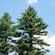 White Pine