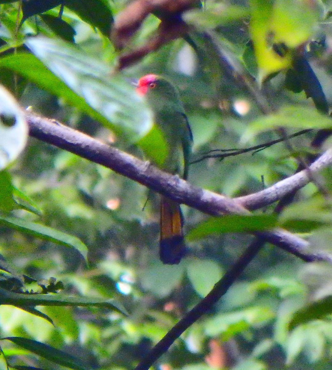 Red-bearded bee eater