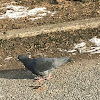 Rock dove