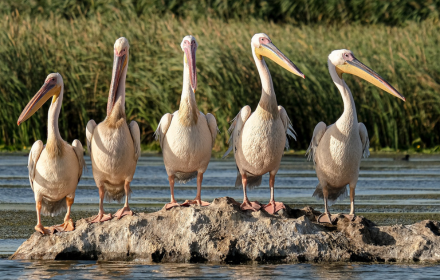 Flock of pelicans small promo image