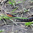 Oregon Red-spotted Garter Snake