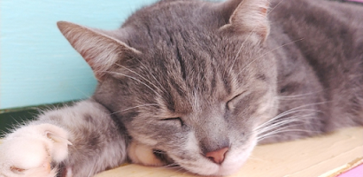 Sleeping Kitty 3D Wallpaper Screenshot