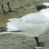 Sandwich Tern