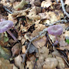 Amethyst deceiver