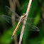 Orthetrum triangular-female 鼎異色灰蜻