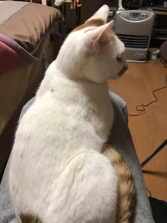 ミニ ハッチバックの愛猫紹介・CT愛猫部・1日1猫に関するカスタム事例の投稿画像3枚目