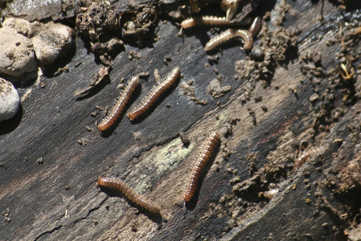 Greenhouse Millipede