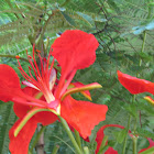 Royal poinciana