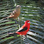 Brazilian tanager