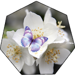 White Flowers Wallpaper Live Apk