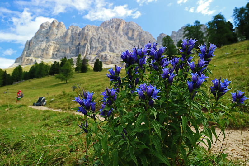 Quel mazzolin di fiori di MauroV