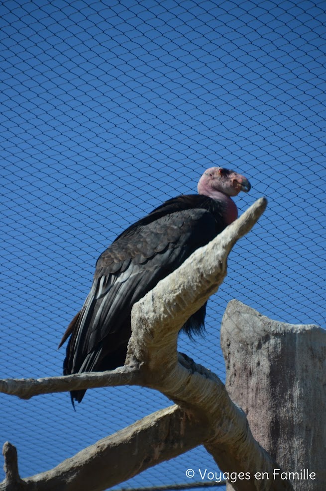 San Diego Zoo - elephant odyssey - condor californie