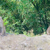 Philippine Long-Tailed Macaque