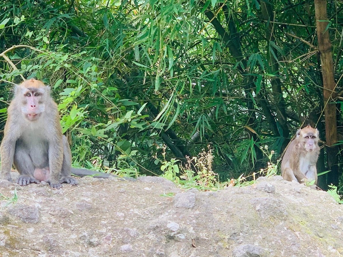 Philippine Long-Tailed Macaque