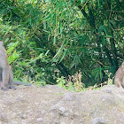 Philippine Long-Tailed Macaque