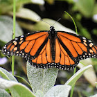 Monarch butterfly