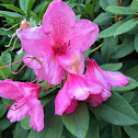 Pacific Rhododendron