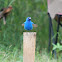 Indigo Bunting