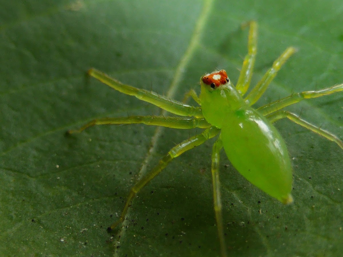 Magnolia Green Jumper