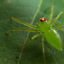 Magnolia Green Jumper