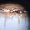 Trumpeter Swan