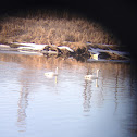 Trumpeter Swan