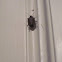 Stink bug