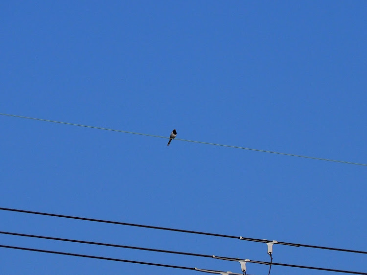 エッセの朝活撮影📷・野鳥撮影・野鳥探し・カメラ大好きマン・写真大好きマンに関するカスタム事例の投稿画像9枚目