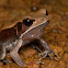 Bicoloured Frog