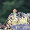 Turban Lichen