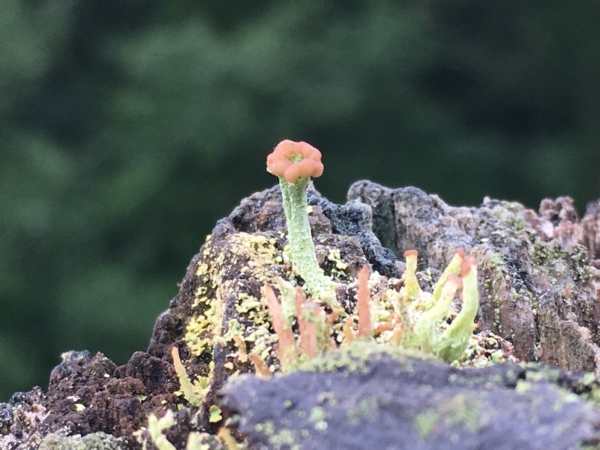 Turban Lichen