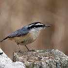 Red-breasted Nuthatch