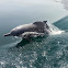 Indian Ocean humpback dolphin