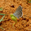 Hemiargus hanno