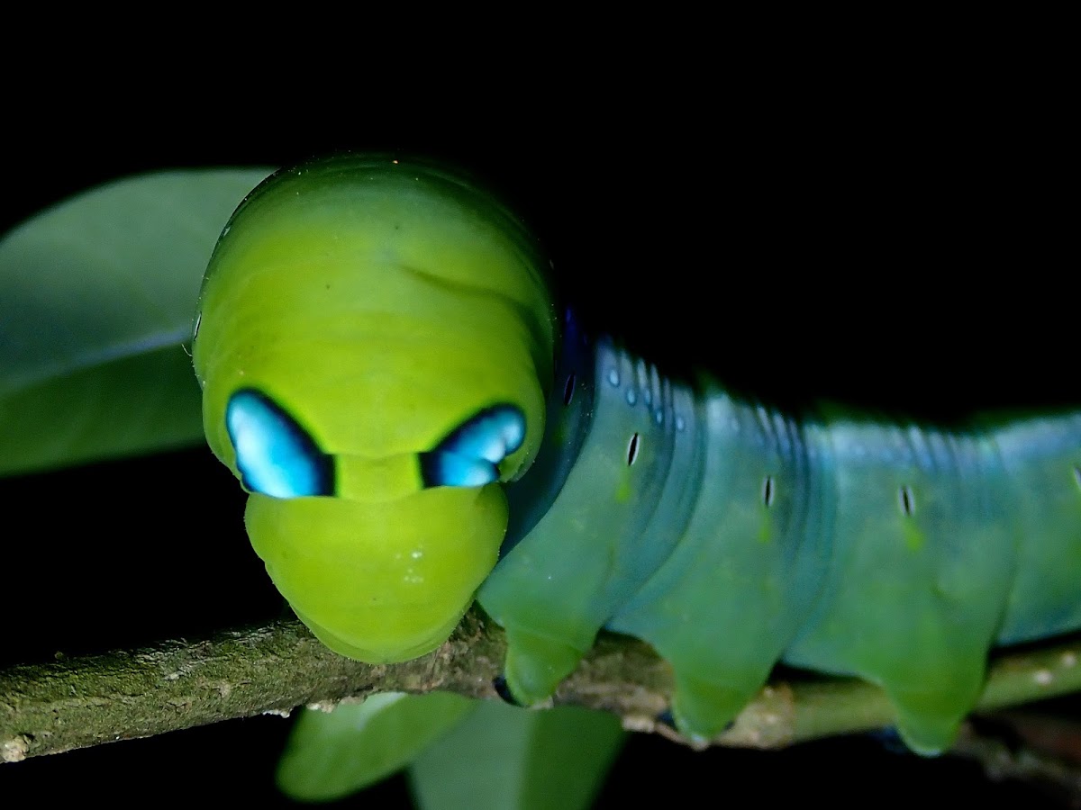 Caterpillar of Oleander Hawk Moth