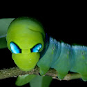 Caterpillar of Oleander Hawk Moth