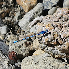 unidentified damselfly