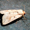 Mythimna Moth