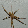 Zoropsis spider (male)