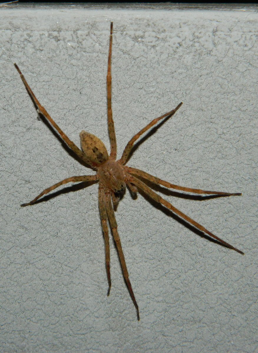 Zoropsis spider (male)